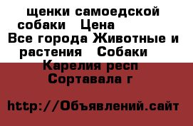щенки самоедской собаки › Цена ­ 25 000 - Все города Животные и растения » Собаки   . Карелия респ.,Сортавала г.